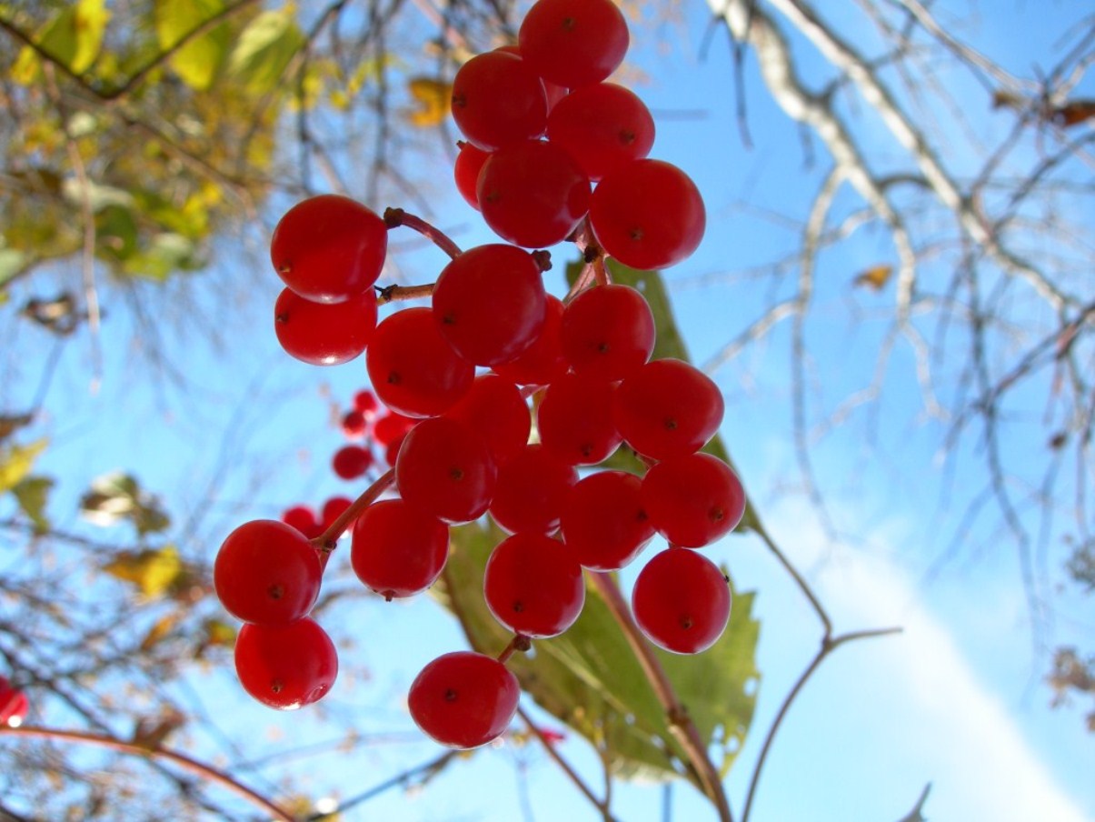 Image of Viburnum sargentii specimen.