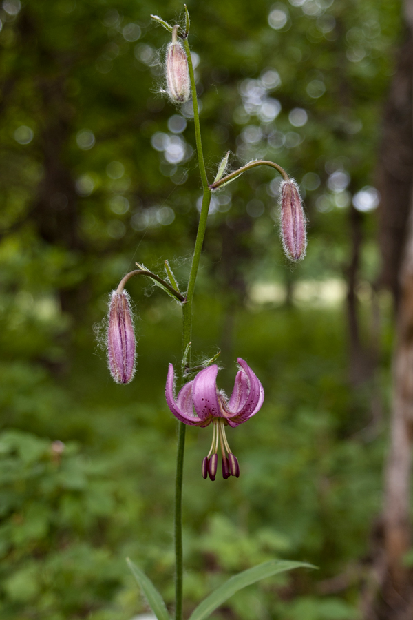 Image of Lilium pilosiusculum specimen.