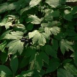 Actaea spicata