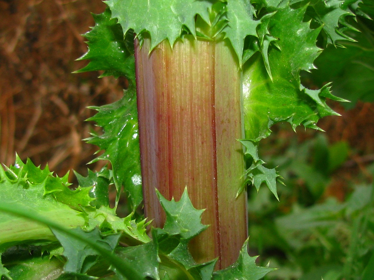 Image of Sonchus asper specimen.