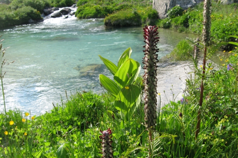 Image of Pedicularis atropurpurea specimen.