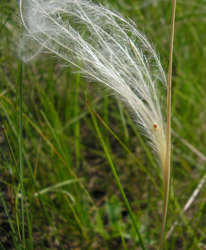 Изображение особи род Stipa.