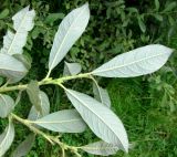 Salix cinerea. Нижняя сторона листьев верхушек побегов. Хорватия, Лика-Сень, Национальный парк «Плитвицкие озёра», сырой берег озера. 05.09.2012.