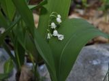 Convallaria majalis