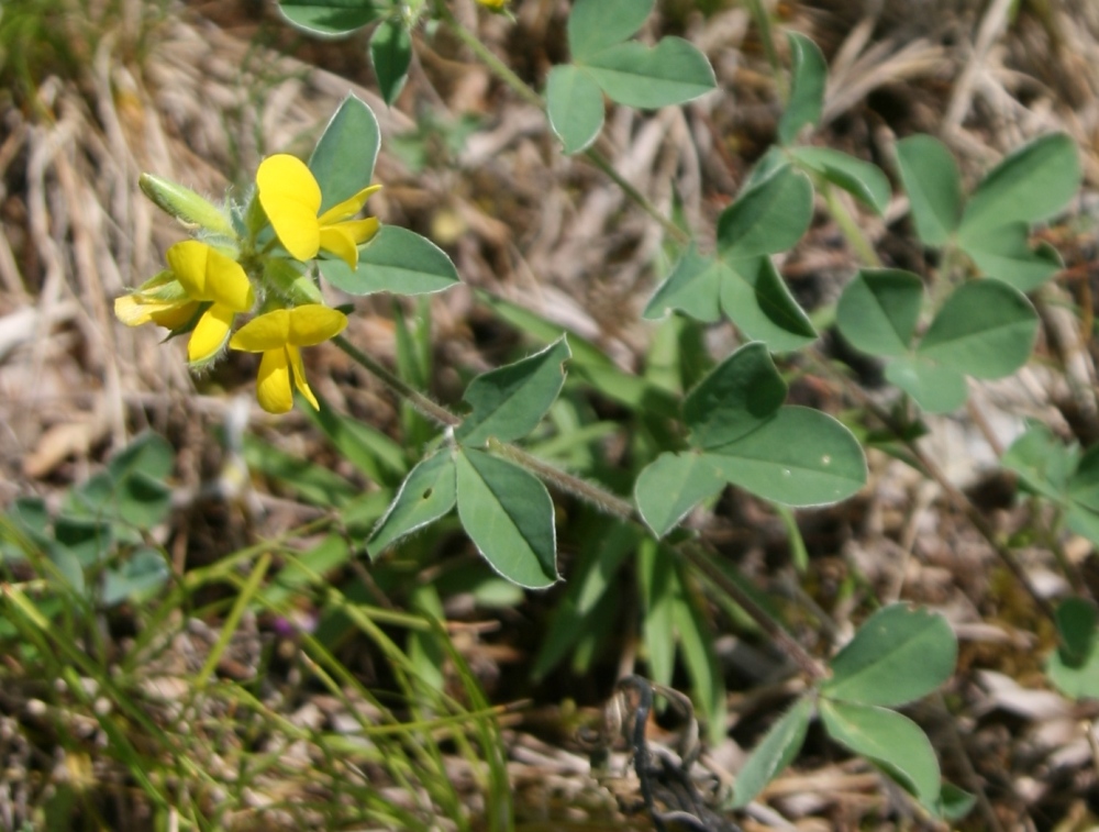 Изображение особи Argyrolobium biebersteinii.