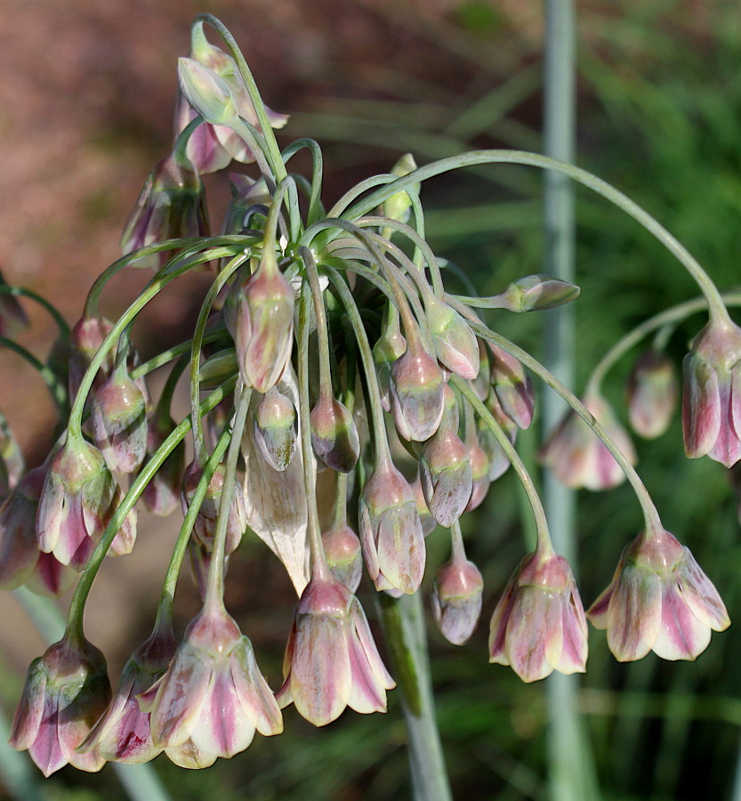 Image of Nectaroscordum siculum specimen.