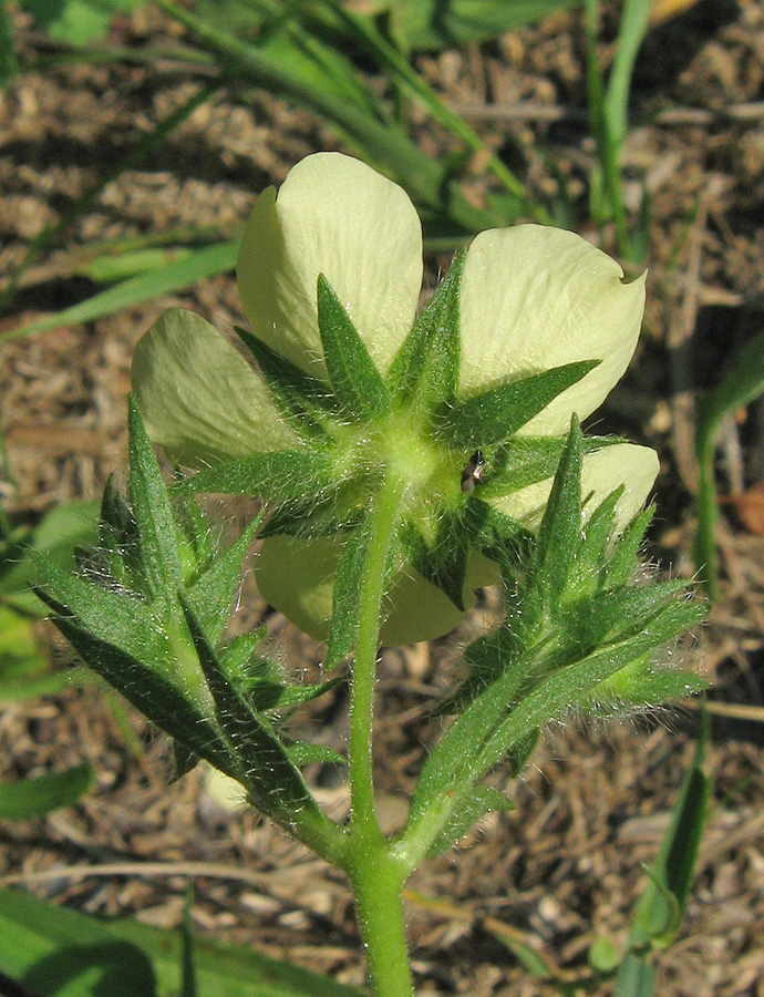 Image of genus Potentilla specimen.