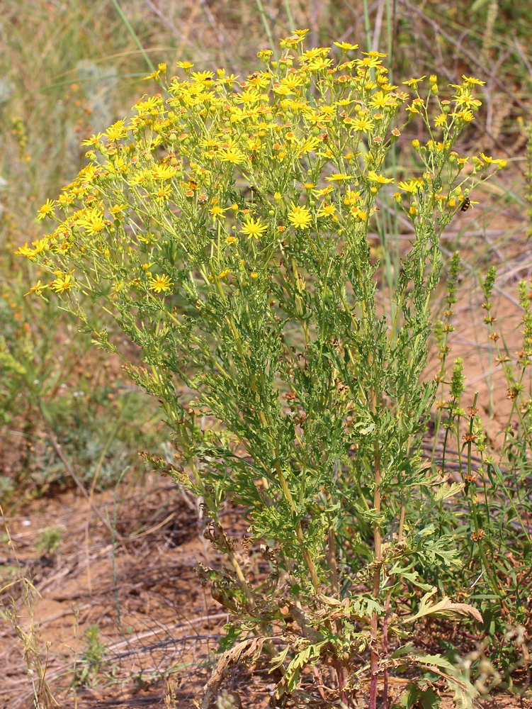 Image of Senecio grandidentatus specimen.