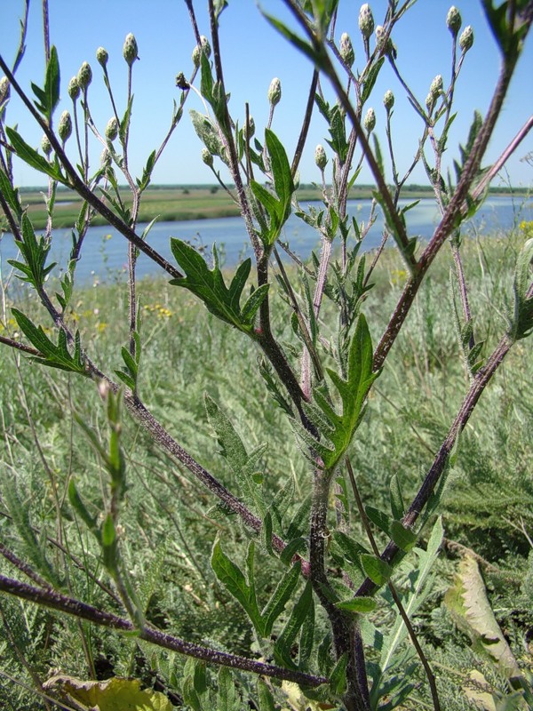 Image of Klasea erucifolia specimen.