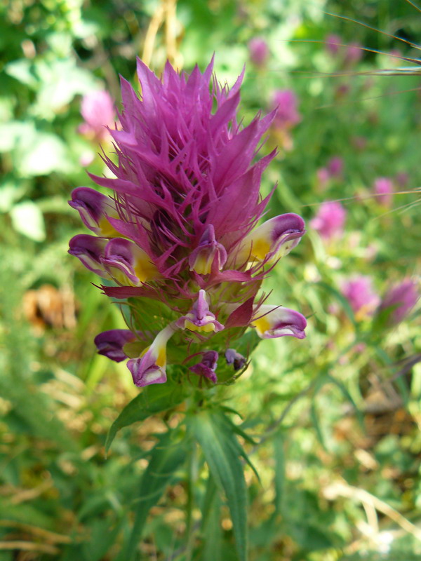 Image of Melampyrum arvense specimen.