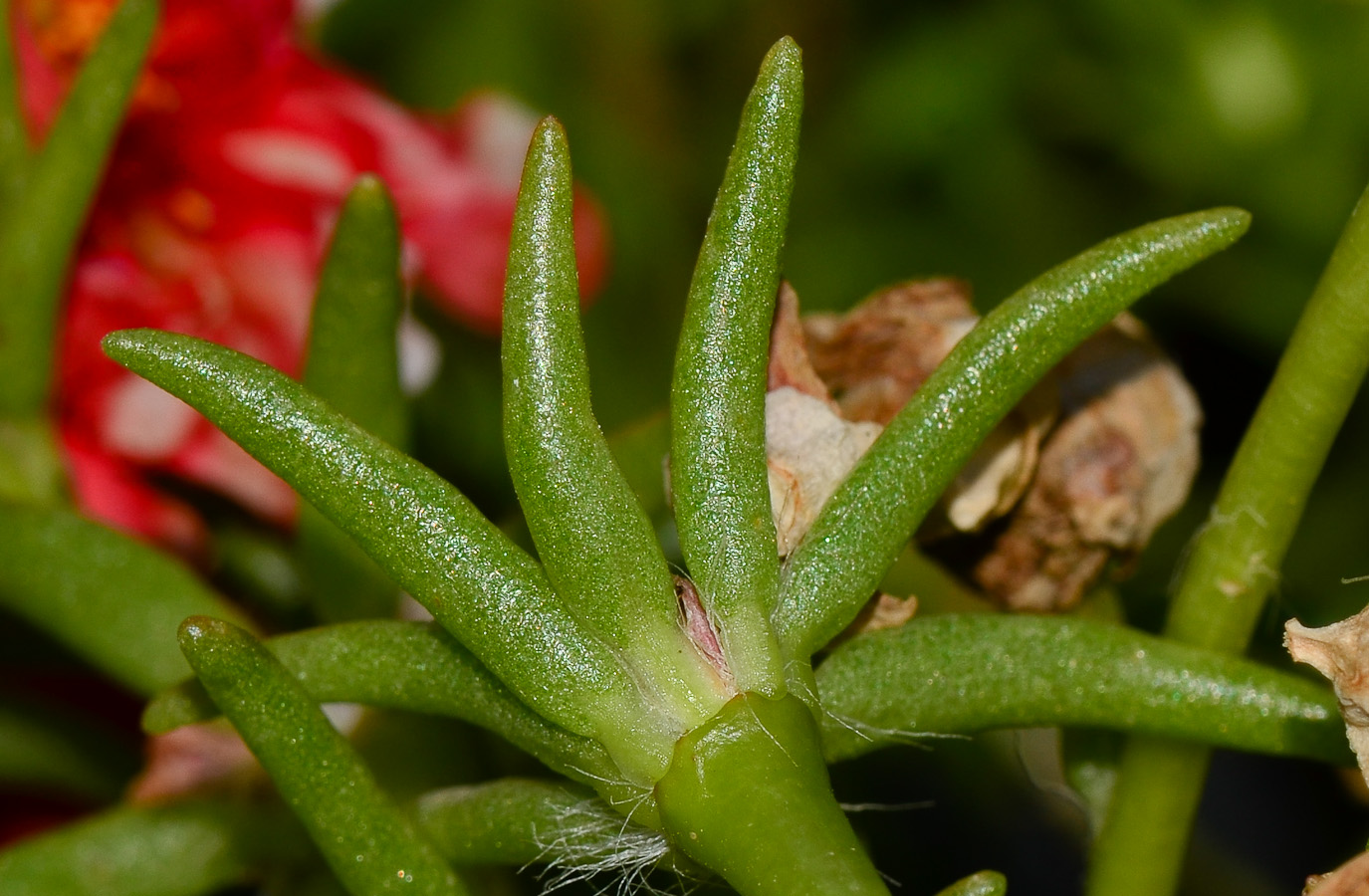 Image of Portulaca grandiflora specimen.