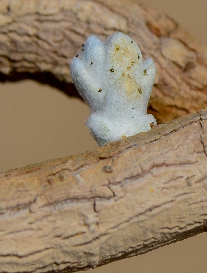 Image of Otanthus maritimus specimen.