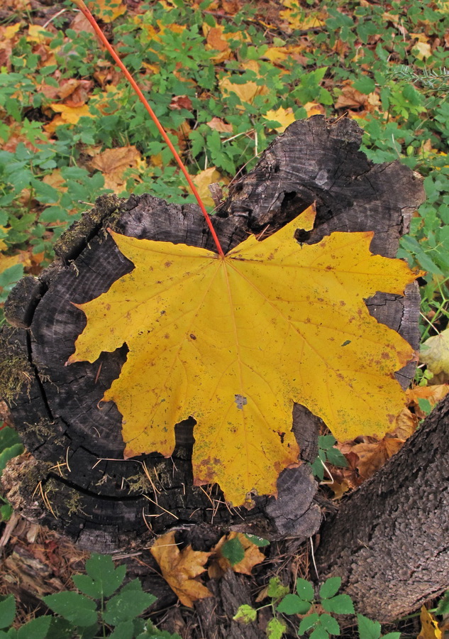 Image of Acer platanoides specimen.