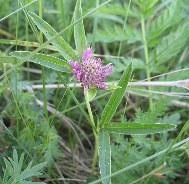 Image of Trifolium alpestre specimen.