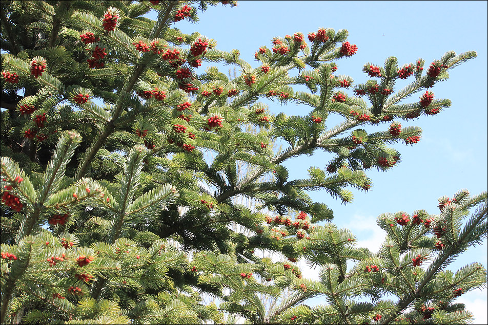 Image of Abies cephalonica specimen.