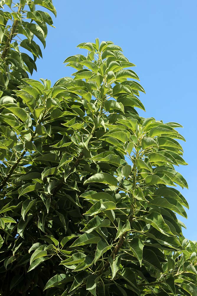 Image of Phytolacca dioica specimen.