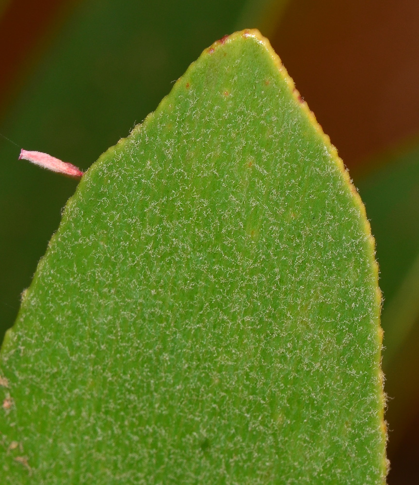 Image of Zamia furfuracea specimen.