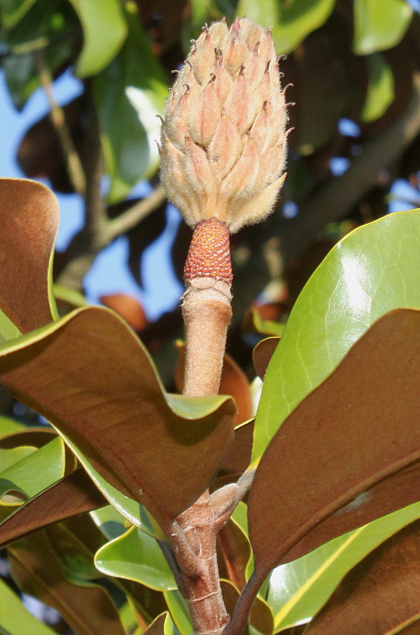 Изображение особи Magnolia grandiflora.