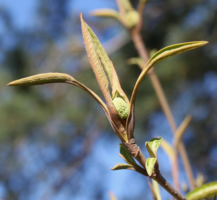 Image of Viburnum lentago specimen.