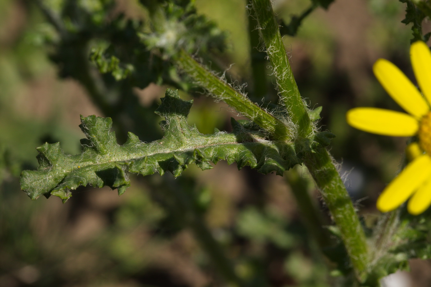 Image of Senecio vernalis specimen.