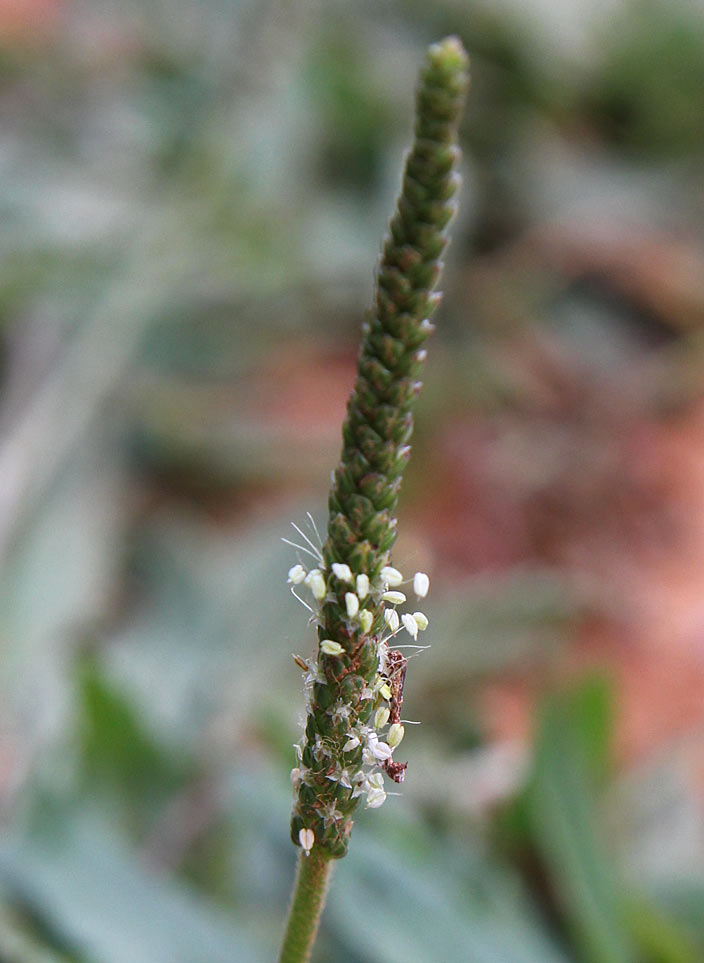 Изображение особи Plantago serraria.