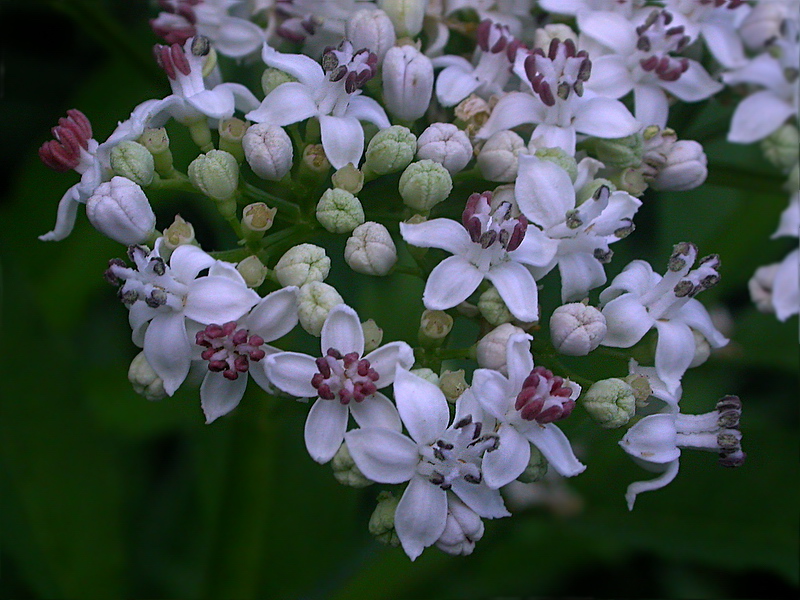 Изображение особи Sambucus ebulus.