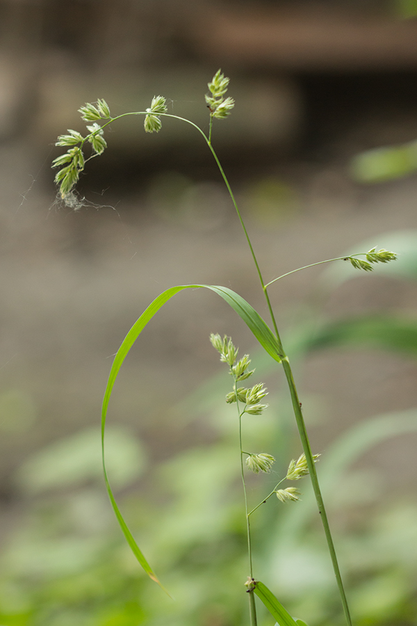 Изображение особи Dactylis glomerata.