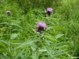 Cirsium helenioides