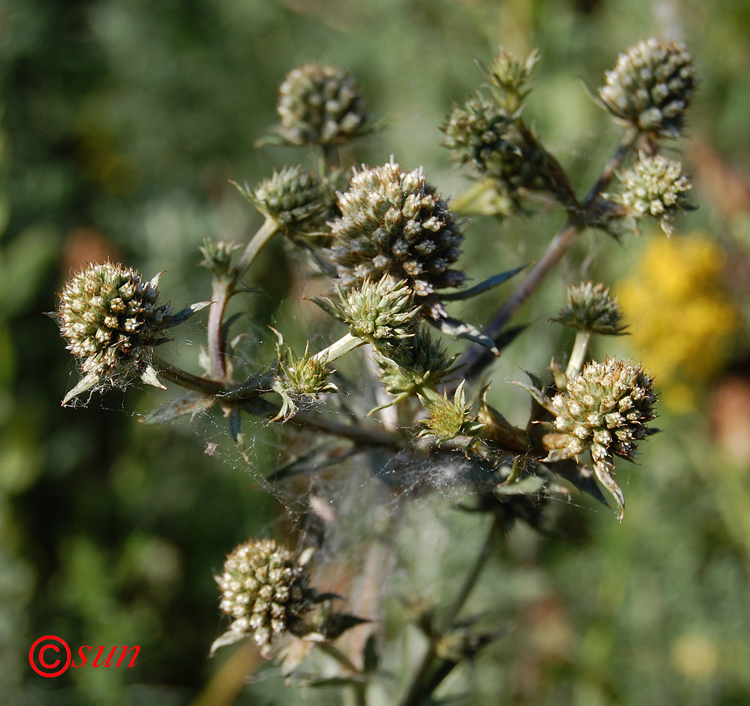 Image of Eryngium planum specimen.