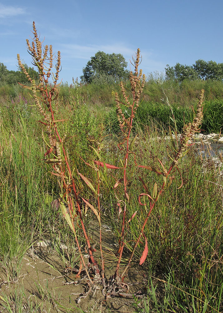 Изображение особи Rumex halacsyi.