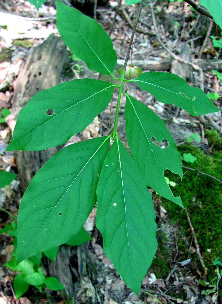 Image of Euonymus latifolius specimen.