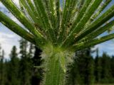 Heracleum dissectum