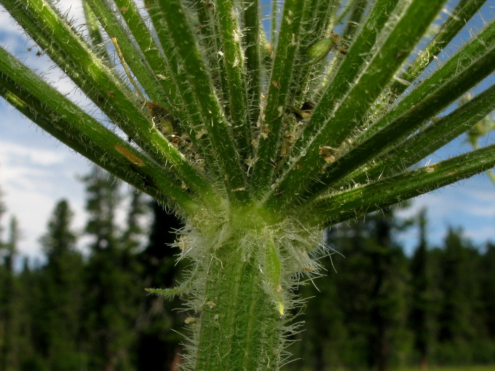 Изображение особи Heracleum dissectum.