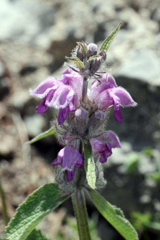 Image of Phlomoides oreophila specimen.