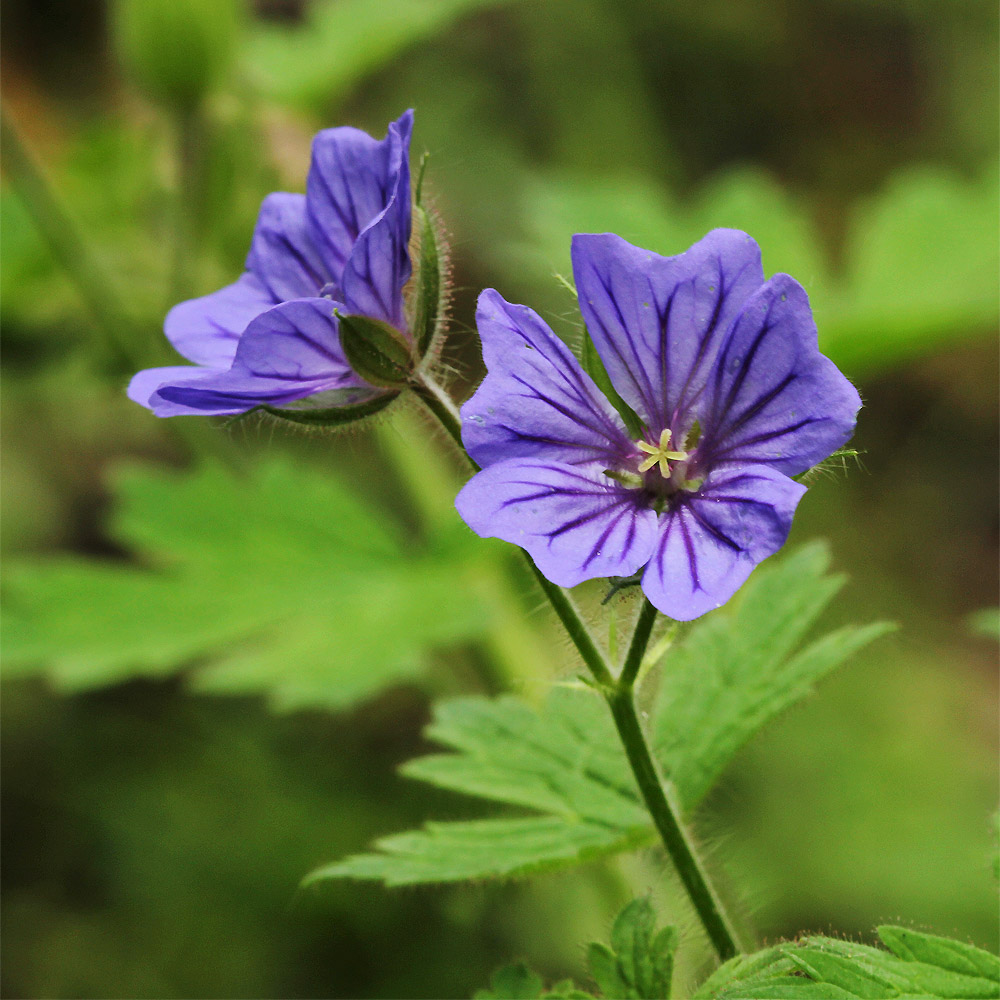 Image of Geranium bohemicum specimen.