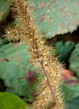 Setaria verticillata