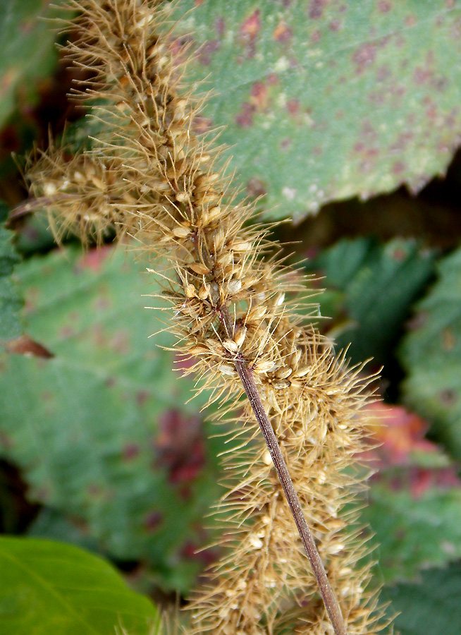 Image of Setaria verticillata specimen.