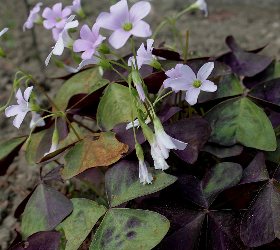 Изображение особи Oxalis triangularis.