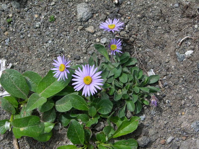 Изображение особи Aster alpinus.