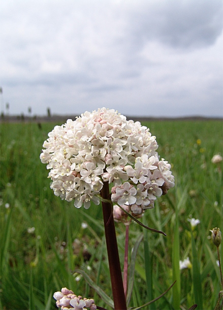 Image of Valeriana tuberosa specimen.