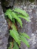 Polypodium vulgare