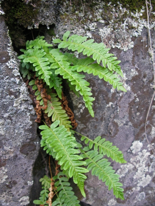 Изображение особи Polypodium vulgare.