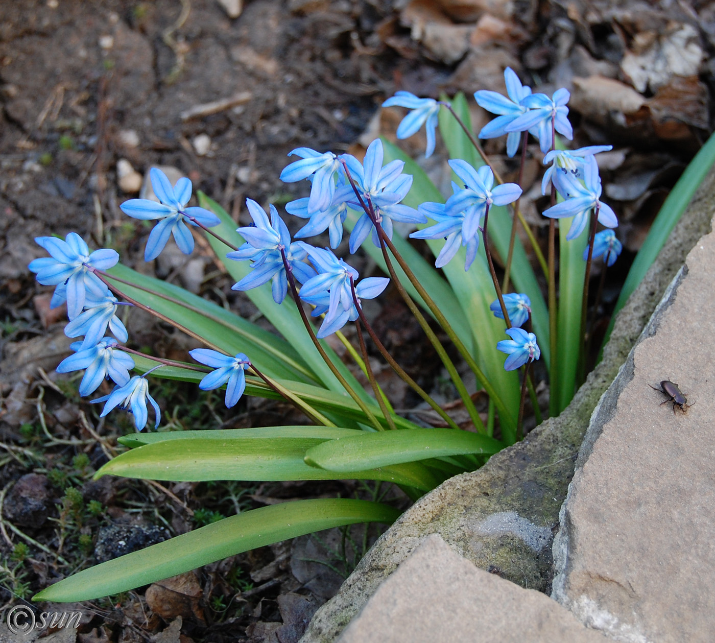 Изображение особи Scilla siberica.