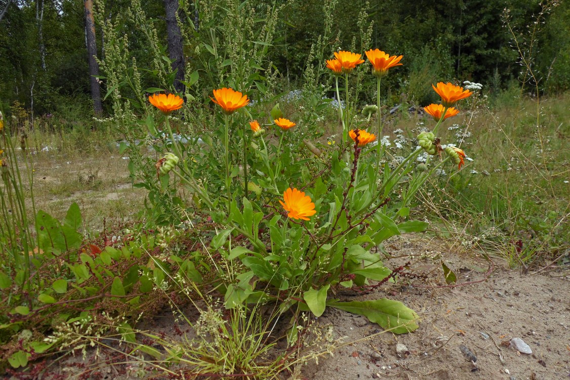 Image of Calendula officinalis specimen.