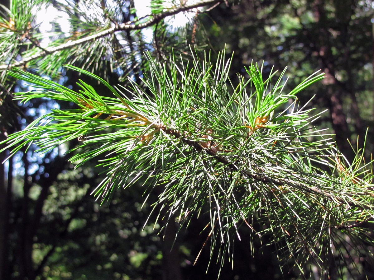 Изображение особи Pinus parviflora.