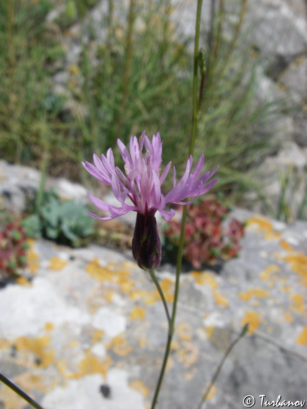 Image of Crupina vulgaris specimen.