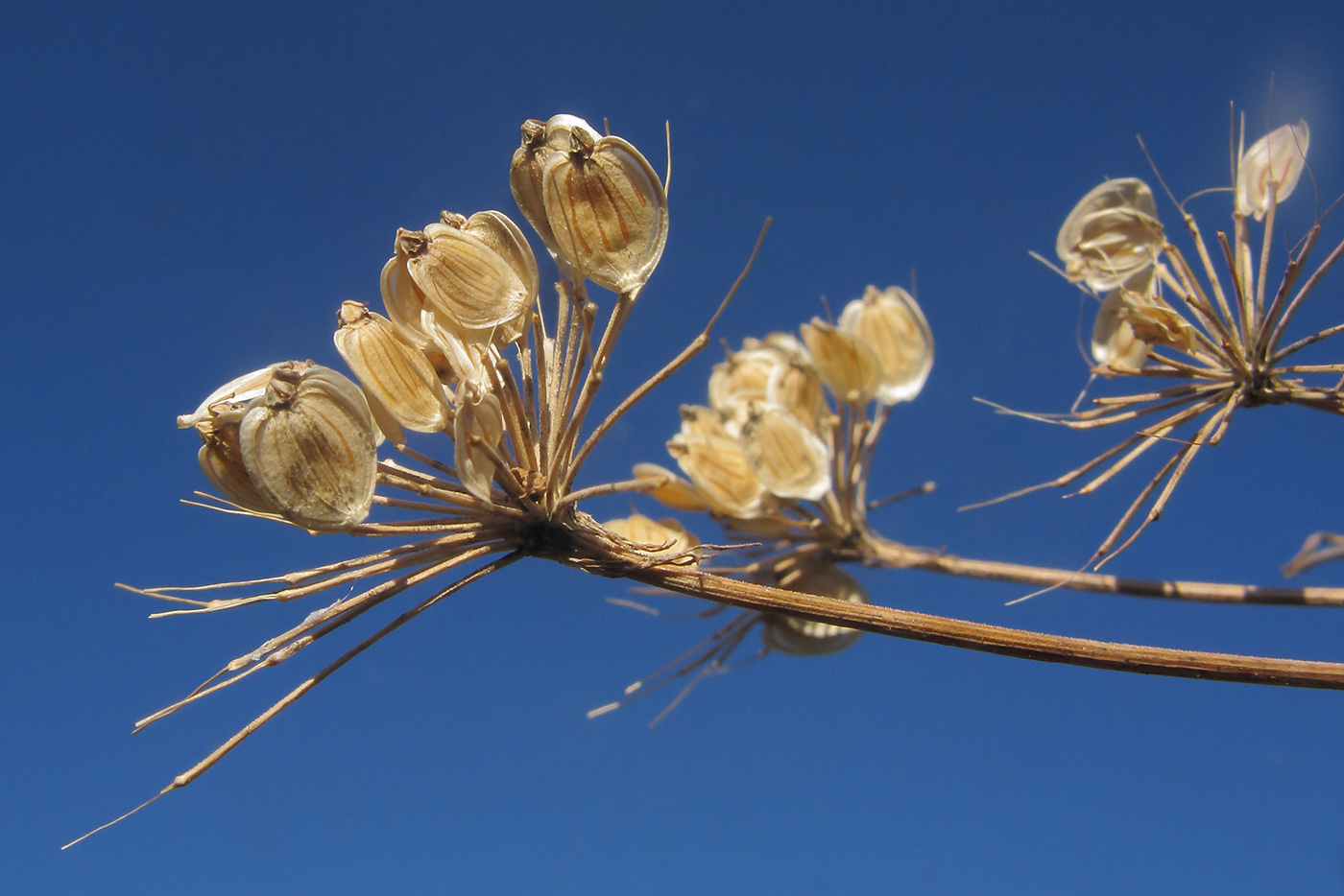 Изображение особи Heracleum sibiricum.