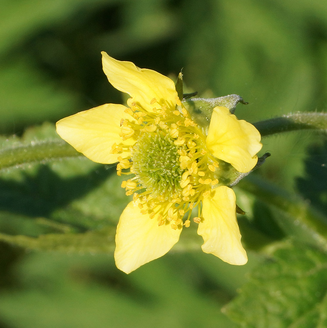 Изображение особи Geum aleppicum.