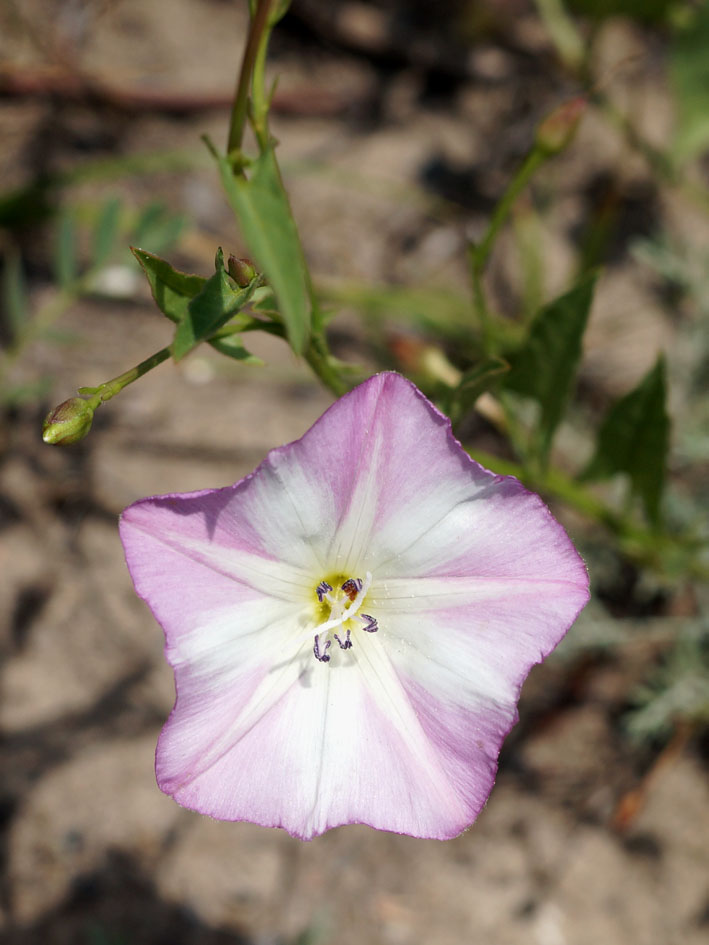 Image of Convolvulus arvensis specimen.