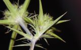 Eryngium creticum. Листья у основания генеративного побега. Израиль, Голанские высоты, перекрёсток Вассет, пустырь у дороги. 16.06.2015.